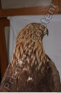 Hawk 0138